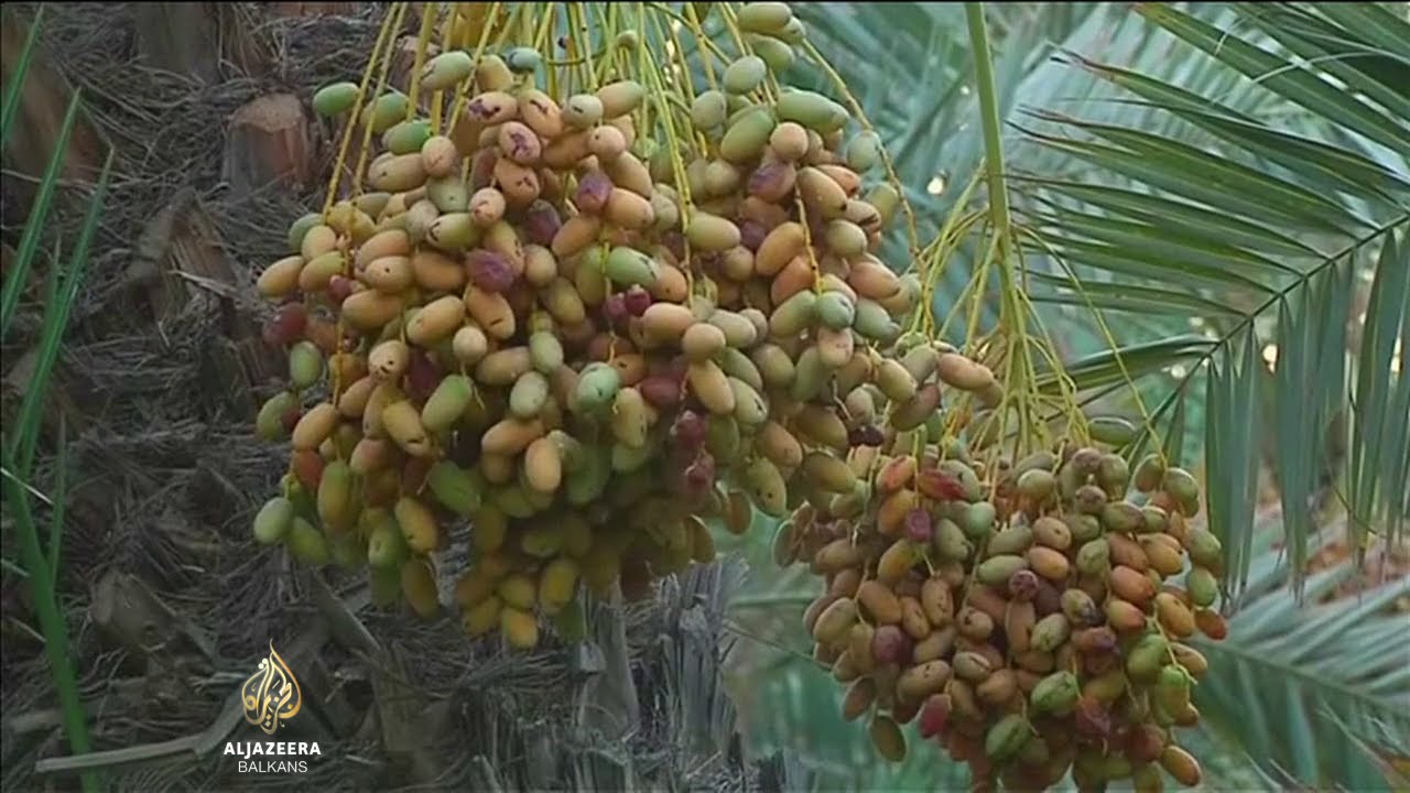 أزمة زراعية بسبب نقص المياه في البصرة