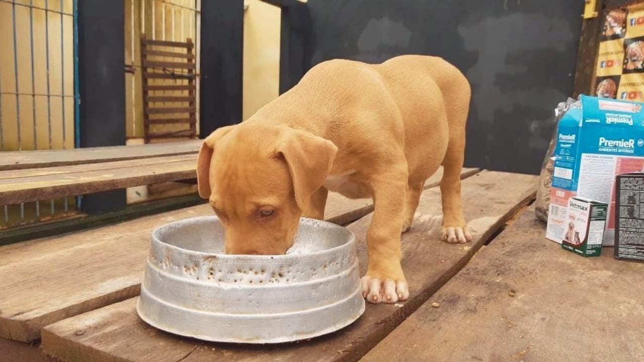 🔥COMO ALIMENTAR UM FILHOTE DE 2 MESES COM SUPLEMENTAÇÃO 🔥