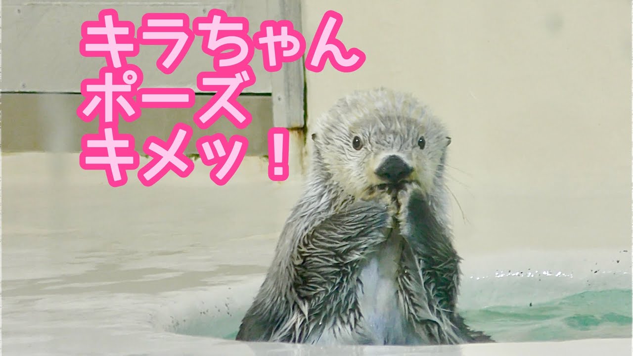 ラッコ キラちゃん ポーズがバッチリと決まりましたね【鳥羽水族館
