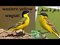 صوت ذعرة صفراء Song Call Wastern Yellow Wagtail صوت ذعرة صفراء Song Call Wastern Yellow Wagtail