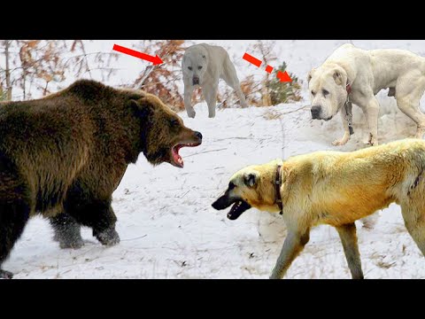 Видео: 7 собак, которые похожи на медведей