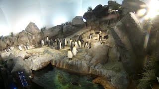 Penguin Webcam at Saint Louis Zoo
