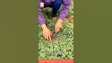 CRAFTING SKILL 🌱 trim it in 5 sec ✂️ #gardentips #craftskills #shorts