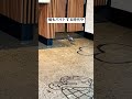 鳩がシフトに入る瞬間 #shorts #はと