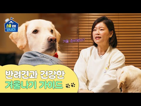 반려견 겨울 산책? 염화칼슘? 전기장판? 겨울철 건강 관리 가이드의 모든 것