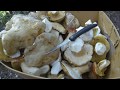 White king boletes in Arizona-boletus barrowsii