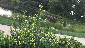 جزء عم | سورة القارعة  | سعيد الخطيب