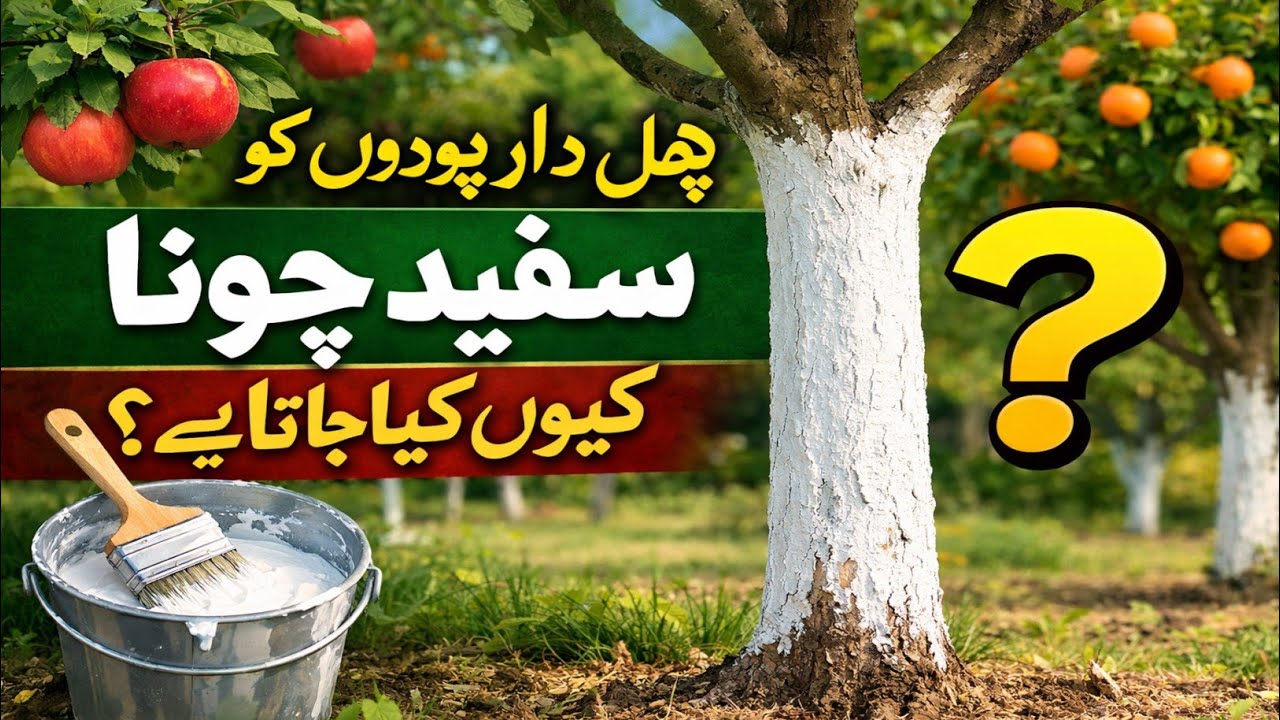 Why Fruit Plants Are Painted White in hindi urdu||| Benefits of White Lime on Fruit Trees"