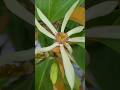 Magnolia × alba bunga ‼️ Bunga cempaka putih atau bunga kantil #cempakaputih #bungakantil #cempaka