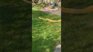 13ft Reticulated Python having strokes in the sunshine Net Worth