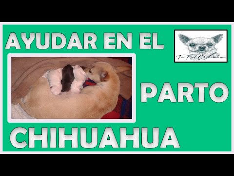 Parto del chihuahua 6