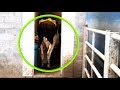 why is this COW STUCK in a CLOSET? cattle handling techniques | The Hoof GP