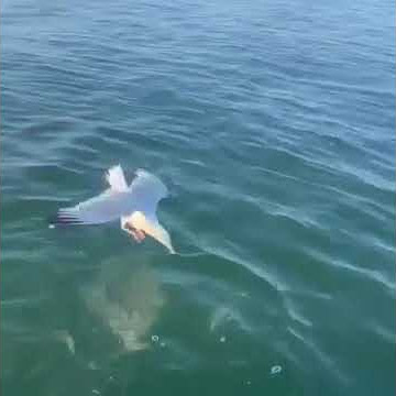 boat sex