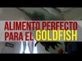 LOS MEJORES ALIMENTOS PARA EL PEZ GOLDFISH