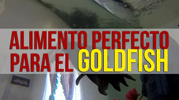 ¿Qué alimento es mejor para los peces de estanque?