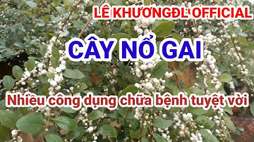 Công dụng thần kỳ của cây Cơm Nguội cho sức khỏe | Cây Nổ Gai | LÊ KHƯƠNGĐL OFFICIAL