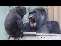 叱られても父の側を離れないキンタロウ⭐️ゴリラ Gorilla【京都市動物園】Kintaro is sometimes scolded but never leaves near his dad.