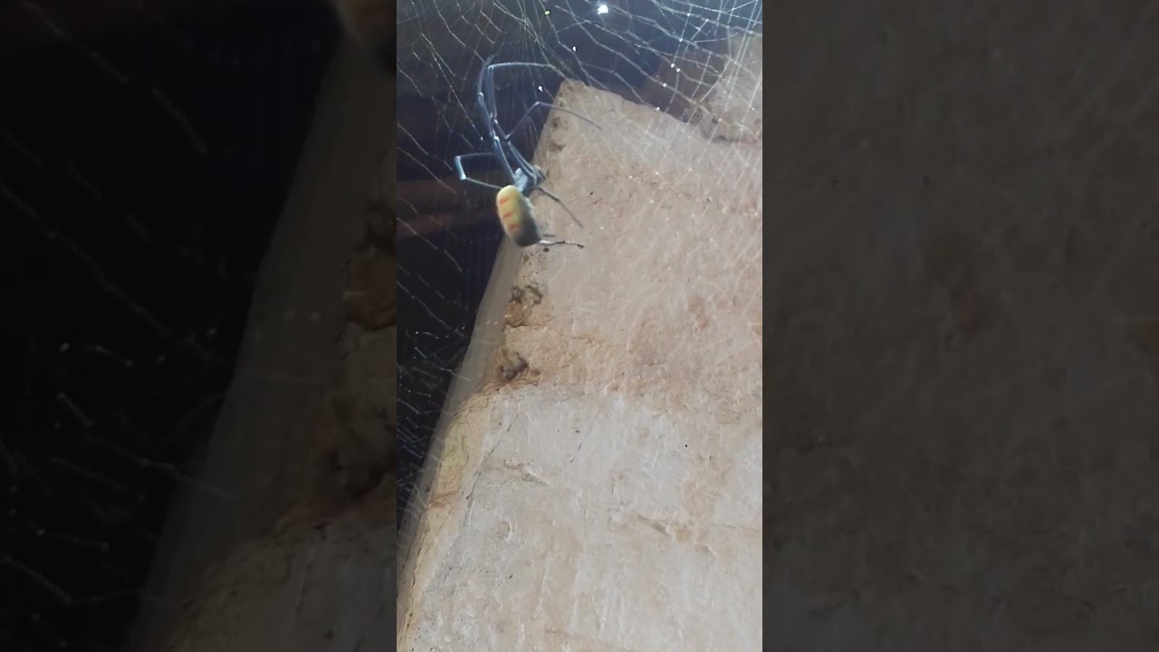 How spiders create web