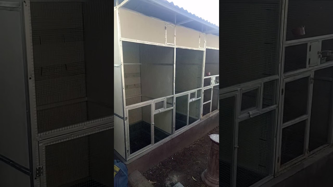 Sangkar ternak murai ideal 