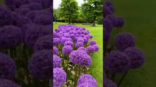 Giant Allium #shorts #viral #trending #plant #farming