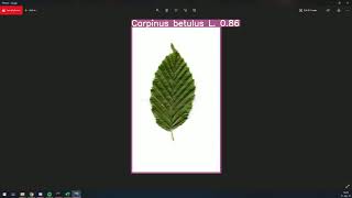 Yolov5 Plant Species Detection - Images
