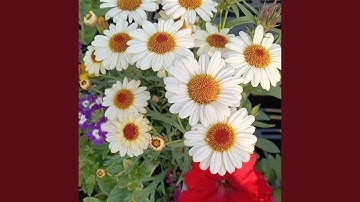 Fading Twilight Glow