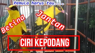 CIRI BURUNG KEPODANG JANTAN & BETINA ll KEPODANG DEWASA #kepodanggacor #kepodanglokal