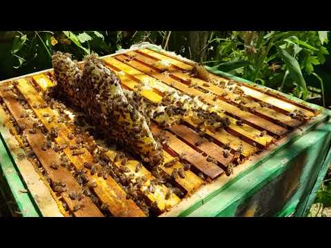 Видео: Ябълкови палачинки с мед