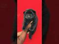 Baby dog cute dog 4kviral