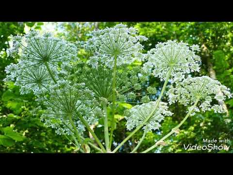 Видео: Hogweed: защо това растение беше наречено 