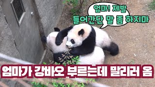 ★에버랜드 판다월드★ 후이바오 자는 틈에 엄마랑 데이트 한 후, 엄마 못 들어가게 막는 루이바오!  Baby Panda & Bao Family & zookeeper by 판판티비 panpanTV 66,560 views 1 day ago 9 minutes, 51 seconds