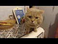 Кот говорит кошке кто в доме хозяин