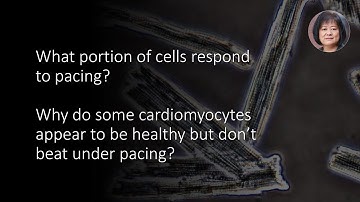 What portion of isolated cardiomoyocytes respond to pacing?