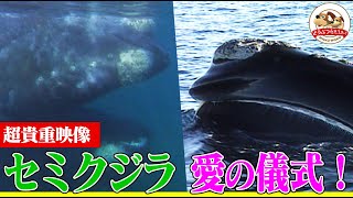 【貴重】巨体が水中で重なり合うセミクジラの愛の儀式〜子クジラくん泳ぎの特訓の様子もご紹介！（パタゴニアのセミクジラPart2)【どうぶつ奇想天外／WAKUWAKU】