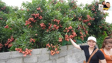 Số Đặc Biệt 2: Hái Vải Thiều Đêm, Chợ Vải Thiều, Vải Sấy Khô và Vườn Vải trĩu quả ở Lục Ngạn