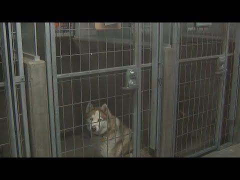 वीडियो: भाग्यशाली कुत्ते ने अपने रैग-टू-स्पोक-डब स्टोरी को सीबीएस 'लकी डॉग' पर बताया