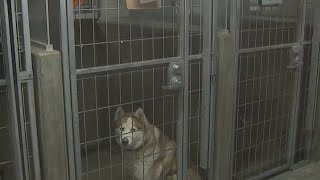 Los Angeles becomes no kill city for animal shelters