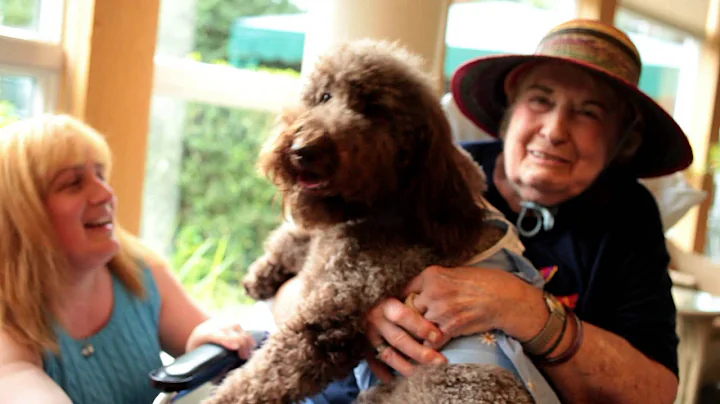 American Humane Association Hero Dog Awards - 2012 Finalists - Stella | Hallmark Channel