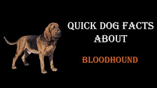 Quick Dog Facts About The Bloodhound!