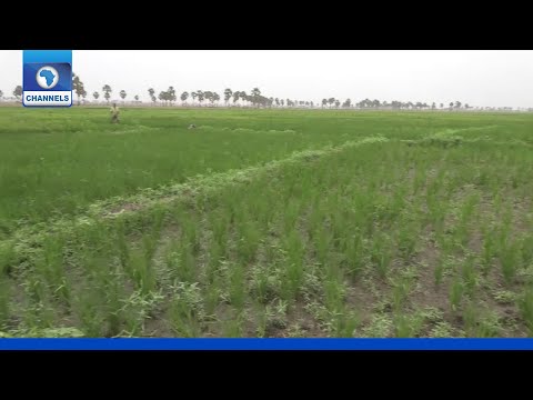⁣Taraba Rice Farmers Scared Of Returning To Farms | 25 June 2021
