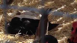 Ducks introduced to Chickens Introducing Ducks With Chickens Yep It S Possible