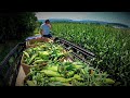 MOVING TONS OF VEGETABLES TO CONSUMERS