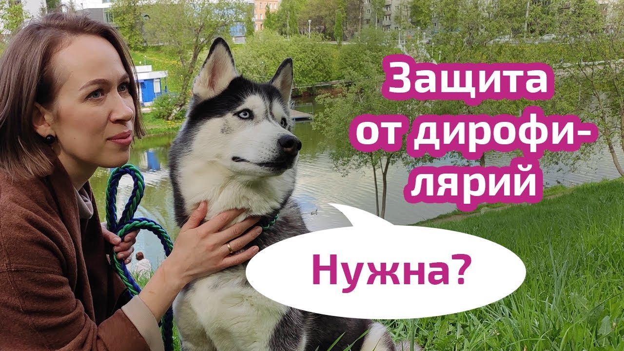 Нужна ли вашей собаке защита от дирофиляриоза? - YouTube