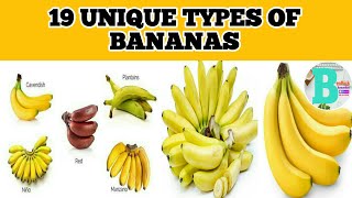 19 UNIQUE TYPES OF BANANAS screenshot 2