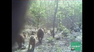 Baboon camera adjustment