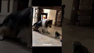 💀 #keşfet #cat #viral #viralshorts #clips