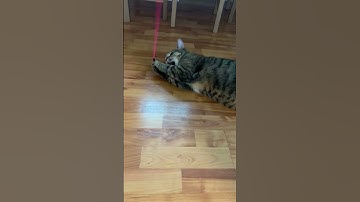 A cute cat playing with a silly string