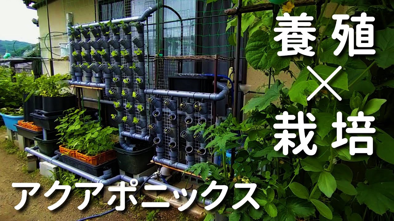 【生物生産農法アクアポニックス】高機能培地と複合養殖で野菜を育てる生態系機能マニアのひとりごと【田舎暮らし／vlog】