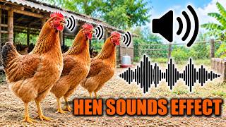 Hens Clucking Sound Effect 🐔🔊 Realistic Chicken Sounds for Relaxation screenshot 4