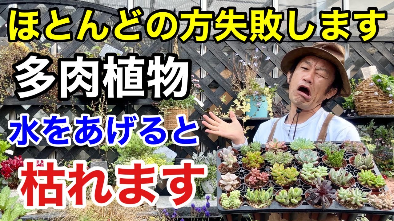 【これで解決！】初めてでも失敗しない多肉植物の育て方教えます　　　　【カーメン君】【園芸】【ガーデニング】【初心者】